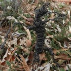 Grumble disturbs the world once more